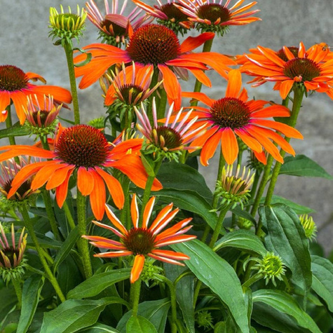 Jeżówka purpurowa Julia polska odmiana (C2)