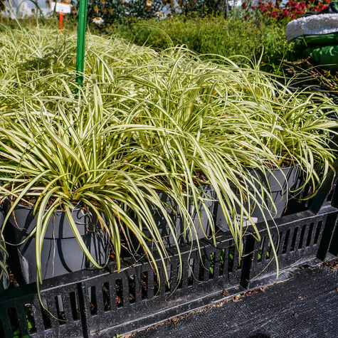 Turzyca oszimska Evergold (C2)