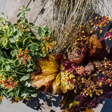 Jesienny zestaw bylin z rozchodnikiem