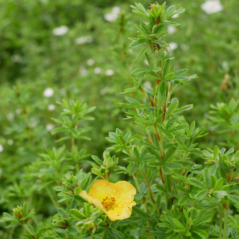 Pięciornik krzewiasty 'Sunset' (C2)