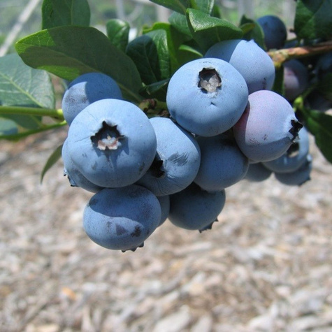 Borówka amerykańska Denise Blue średniowczesna (C2)