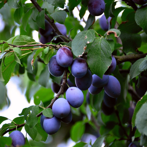 Zestaw 4 drzewek kolumnowych samopylnych do małego ogrodu