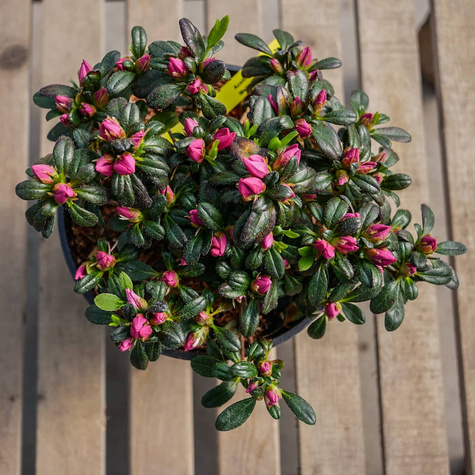 Azalia japońska Melina różowa (C2)