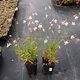 Gaura Gambit White (C2)