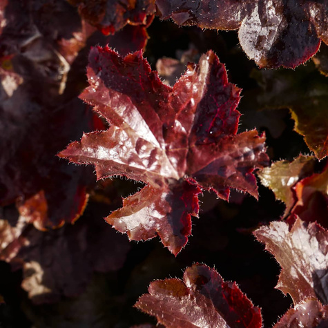 Żurawka drobnokwiatowa Palace Purple (C2)