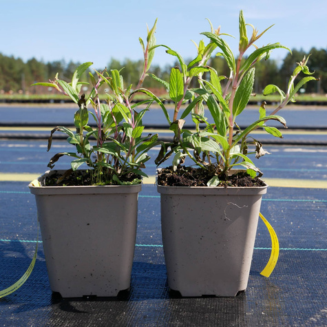 Kocimiętka żyłkowana Pink Cat (C2)