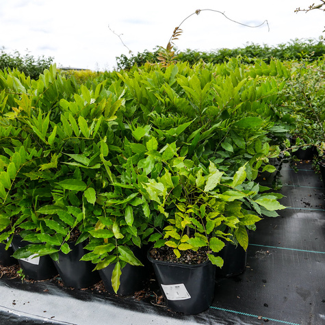 Glicynia chińska fioletowa