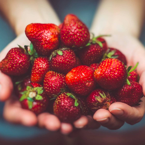 Truskawka Honeoye sadzonki truskawek bardzo wczesna frigo 10szt.