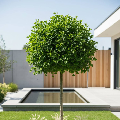 Miłorząb dwuklapowy szczepiony na pniu Pa 60 (C2)