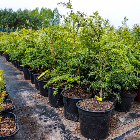 Choina Kanadyjska (C2)