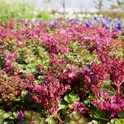 Rozchodnik kaukaski Voodoo (C2)