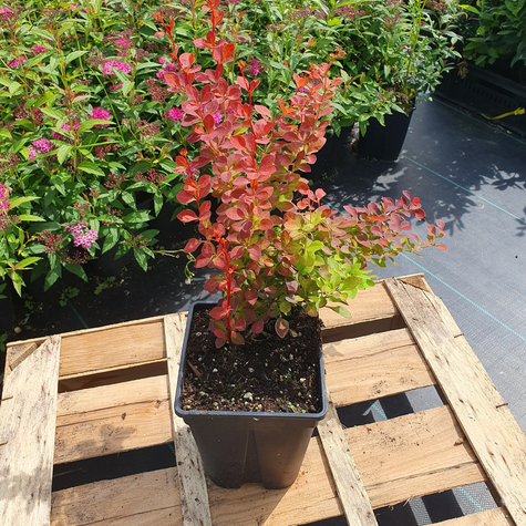 Berberys Thunberga Chiquita (C2)