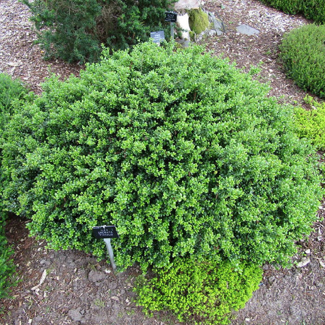 Ostrokrzew bukszpanowy karbowanolistny Dark Green (P9)