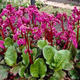 Bergenia sercowata Eroica (C2)