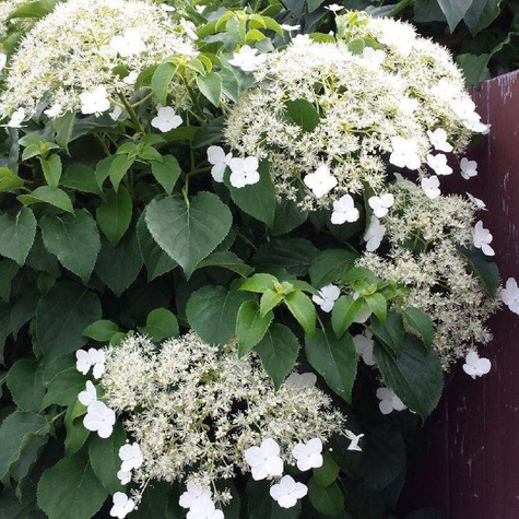 Hortensja pnąca (C2)