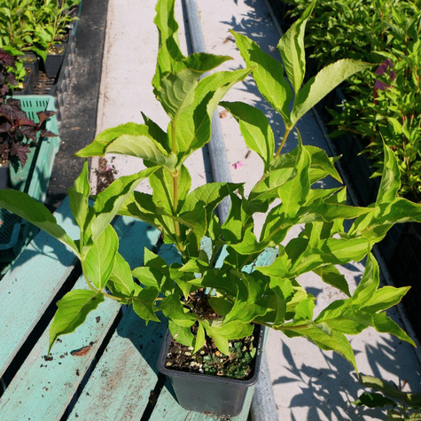 Krzewuszka cudowna Rosea (P9)