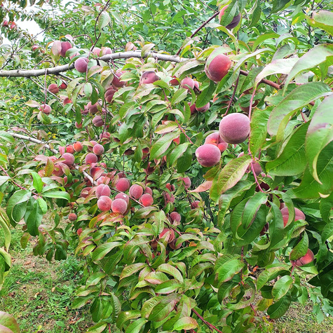Brzoskwinia Modrinka Plant Pack
