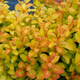 Berberys thunberga Summer Sunset (C2)