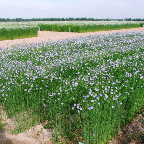 Siemie lniane cena za 1 kg