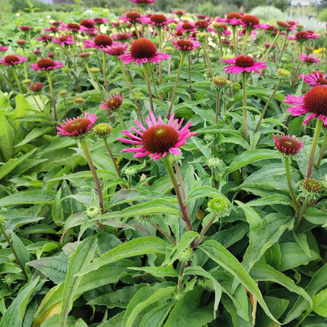 Jeżówka purpurowa Papallo Classic Rose (C2)