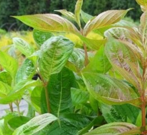 Krzewuszka cudowna Wings of fire (C2)