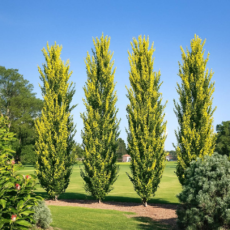 Wiąz Holenderski Wredei NP