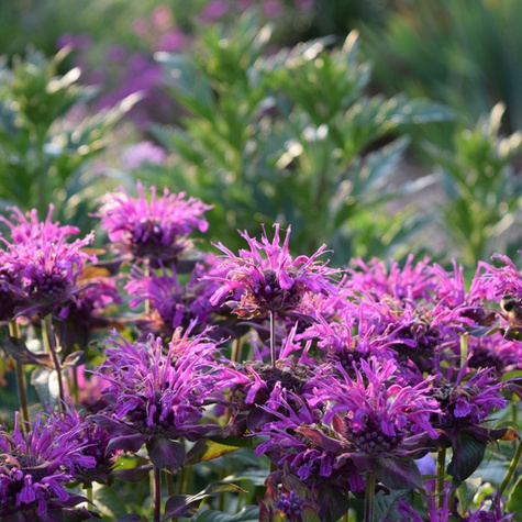 Pysznogłówka ogrodowa Scorpion (C2)