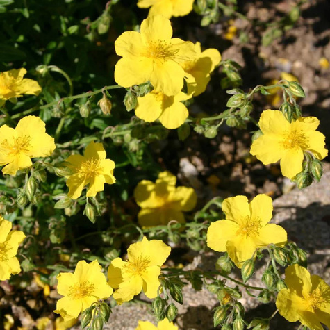 Posłonek rozesłany Golden (C2)