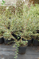 Irga Dielsa