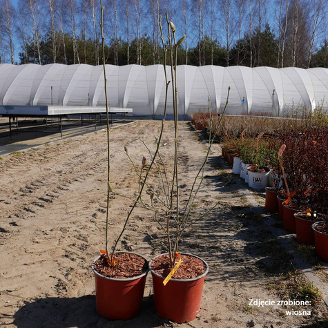 Magnolia Black Tulip (C2)