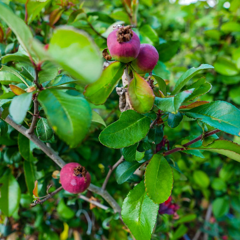 Pigwowiec pośredni Crimson and Gold Ozdobny na Nalewki (C2)