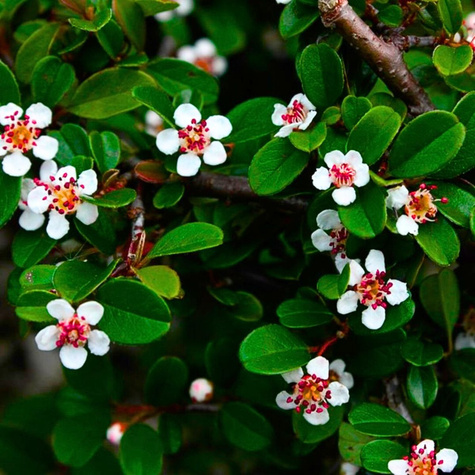 Irga rozesłana Eichholz (C2)