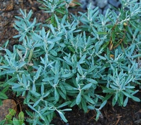 Modrzewnica pospolita 'Blue Ice' (C2)