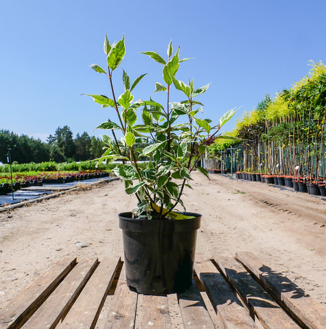 Dereń rozłogowy 'White Gold' (C2)