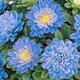 Aster chiński karłowy koszyczkowaty Mini niebieski 1g