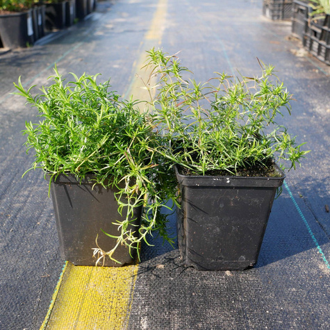 Płomyk szydlasty Floks Amazing Grace (C2)