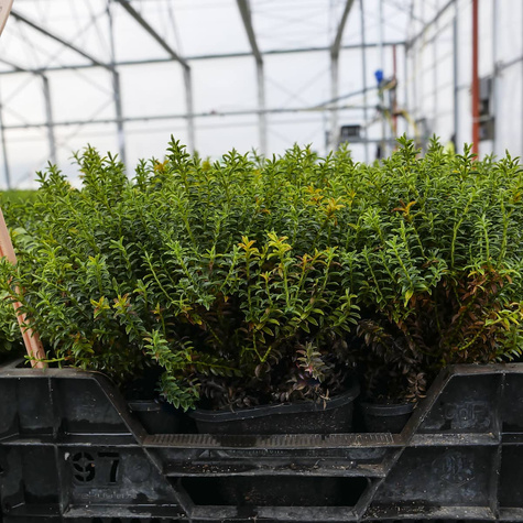 Hebe 'New Zealand' (C2)