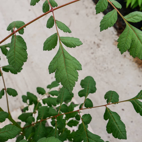 Mydleniec wiechowaty (C2)