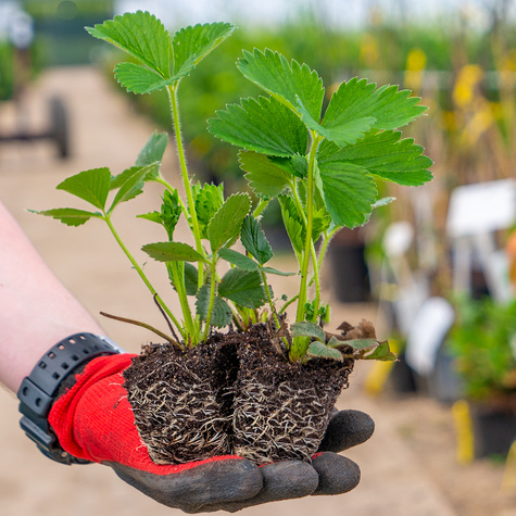 Truskawka pnąca wisząca Selva powtarzająca Multiplat 10szt