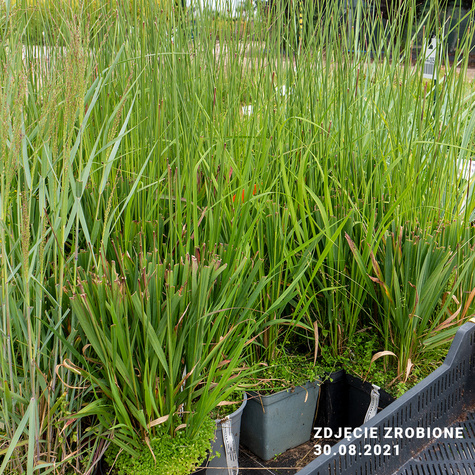 Trzęślica trzcinowata Windspiel