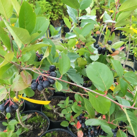 Aronia Czarna Czarnoowocowa Viking (C2)
