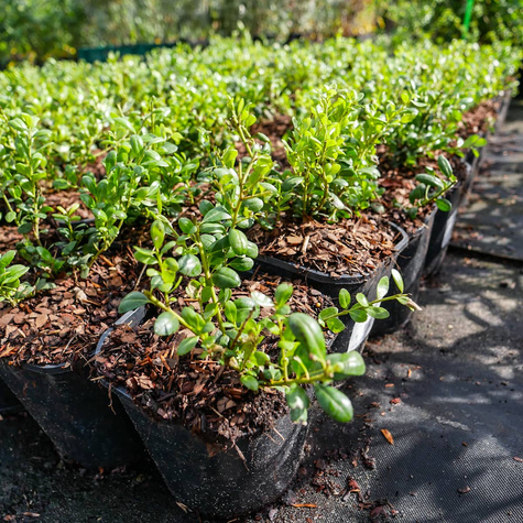 Ostrokrzew bukszpanowy karbowanolistny Convexa (C2)