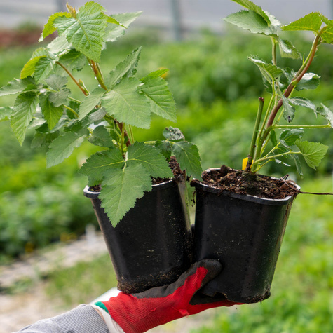 Malina czerwona na balkon Summer Lovers Petite Red