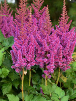 Tawułka chińska Little Vision in Purple (C2)