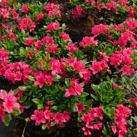 Azalia japońska Geisha Red (C2)