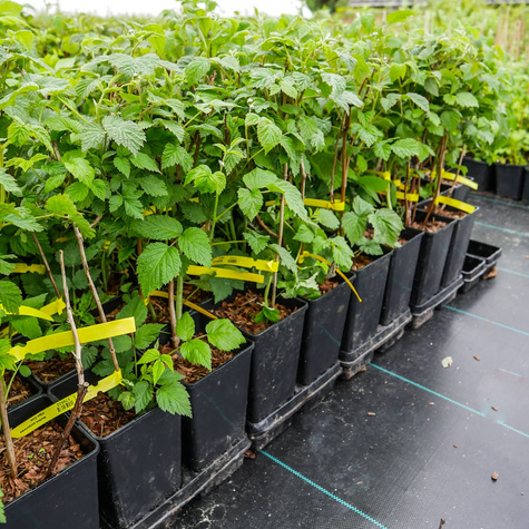 Malina purpurowa Glen Coe (C2) bezkolcowa
