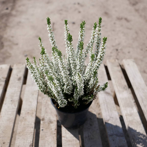 Wrzos pospolity Veluve biały pączkowy