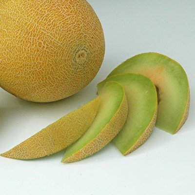 Melon Masada F1 średniowczesny