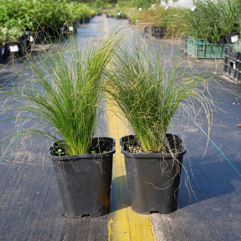 Ostnica Cieniutka (C2)