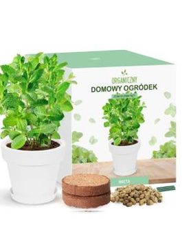 Zestaw do uprawy Mięty na parapet